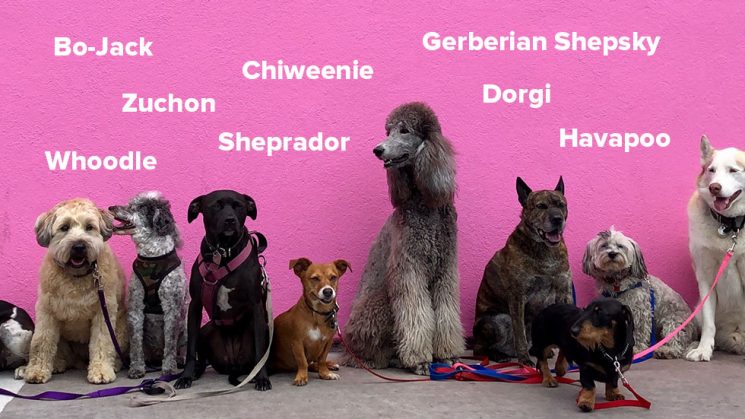 mutt names with a group of dogs standing in front of pink wall - photo by Hannah Lim