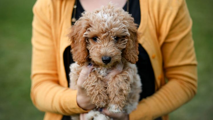 Woman holding poodle puppy