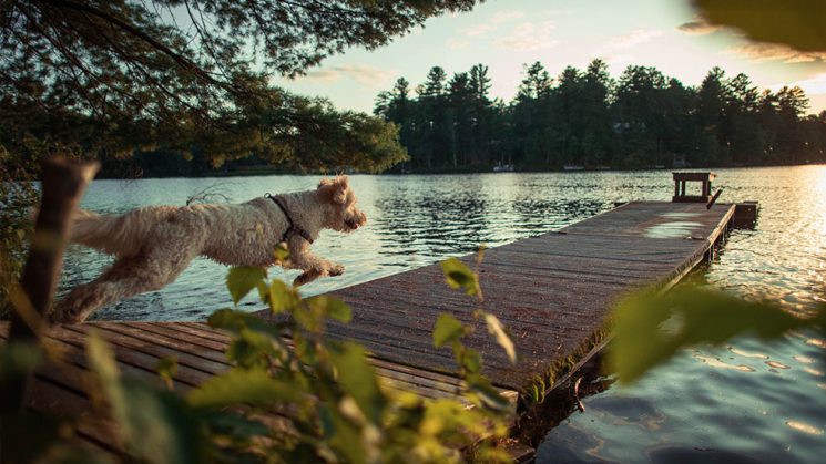 Golden Doodle running excitedly towards the dock on a lake by Roberto Nickson via Unsplash