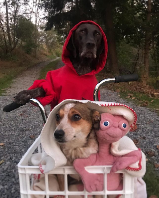 Dogs as ET