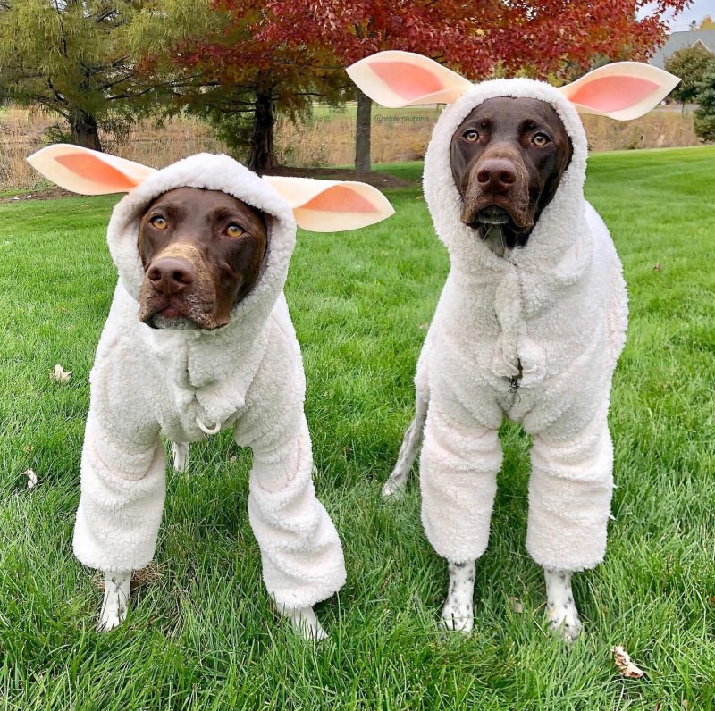 German Shorthaired Pointers in sheep costumes
