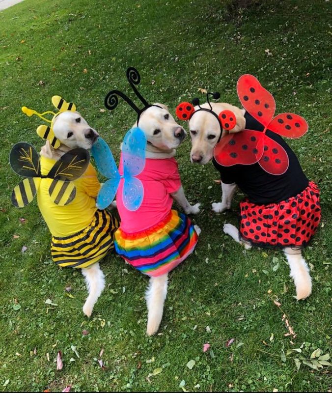 3 Yellow Labs as Bumblebee, Butterfly and Lady Bug