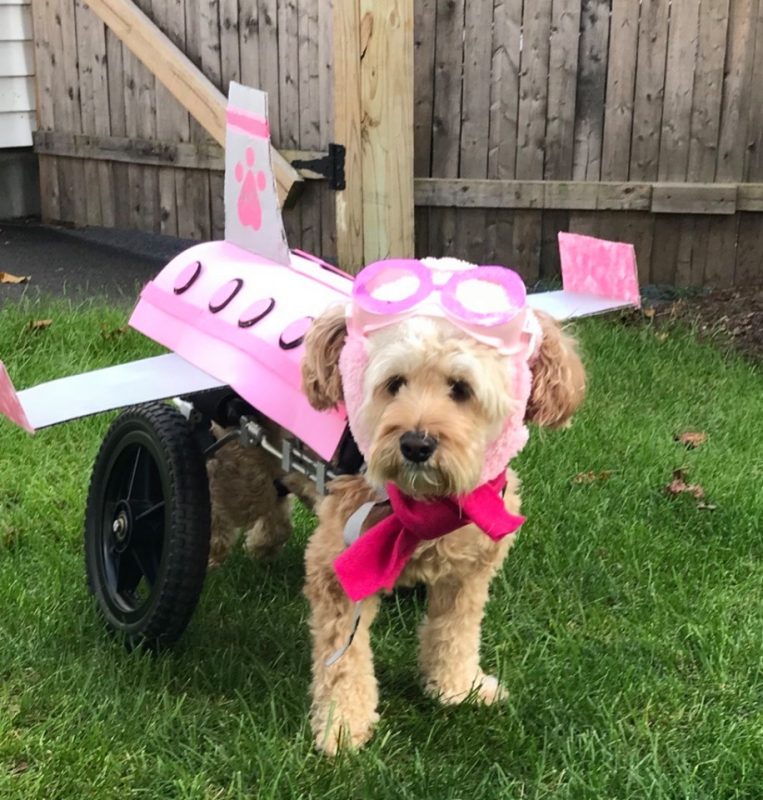 Cockapoo dog dressed as Skye from Paw Patrol
