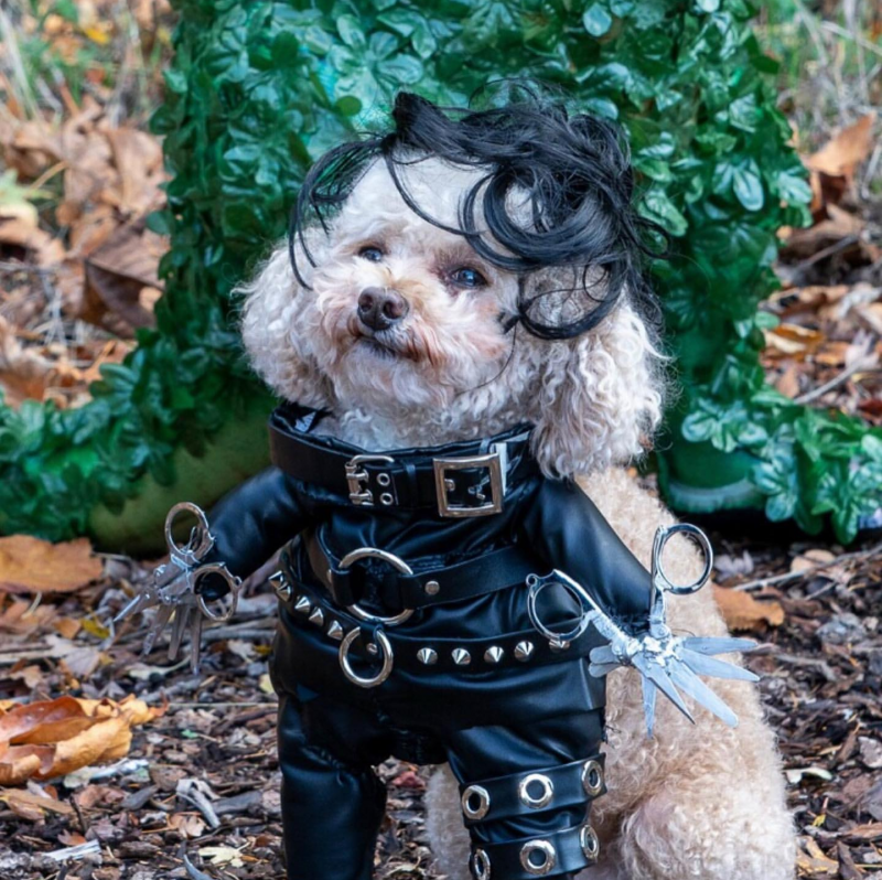 Poodle dressed as Edward Scissorhands