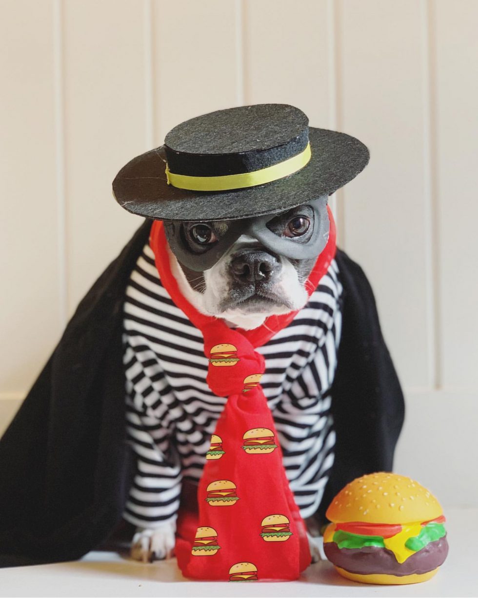 2019 DogWatch Halloween Photo Contest Winners! | DogTails