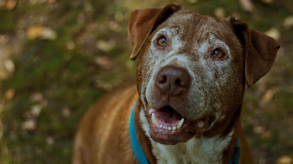 Top 10 Reasons To Adopt A Senior Dog DogTails