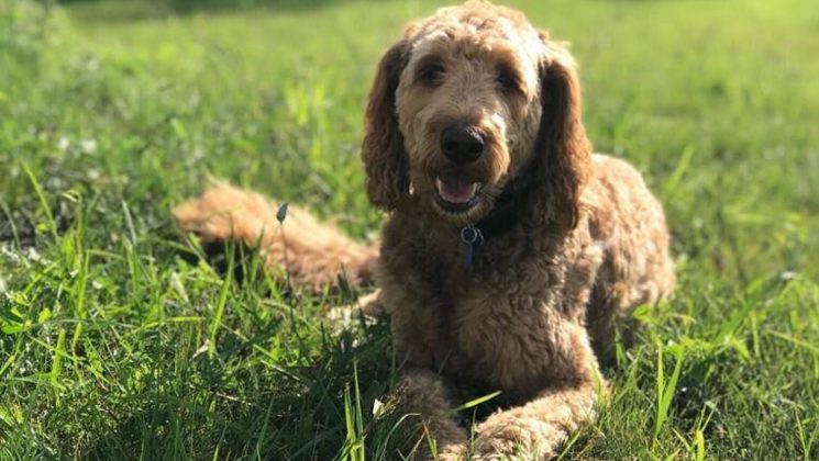 Photo of a Labradoodle named Cooper sitting in the grass