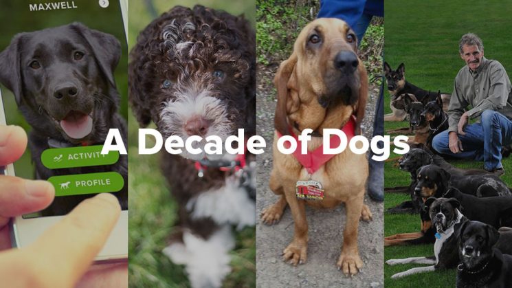 Blog-FeaturedImg-decade A Decade of Dogs