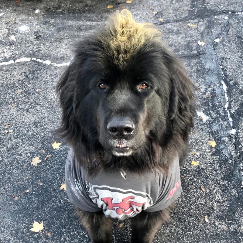 Brutus the Newfound dog in his Patrick Mahomes costume at Halloween!