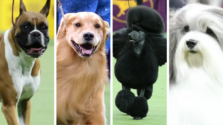 Boxer, Golden Retriever, Standard Poodle and Havanese competing in the 2020 Westminster Kennel Club Dog Show