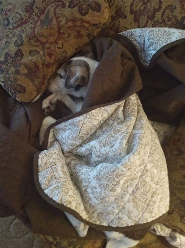 terrier sleeping wrapped in a blanket