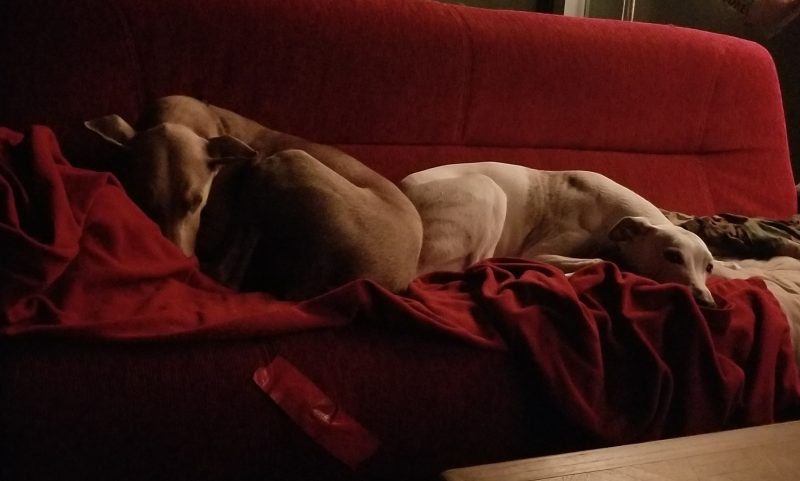 two dogs sleeping on a red couch
