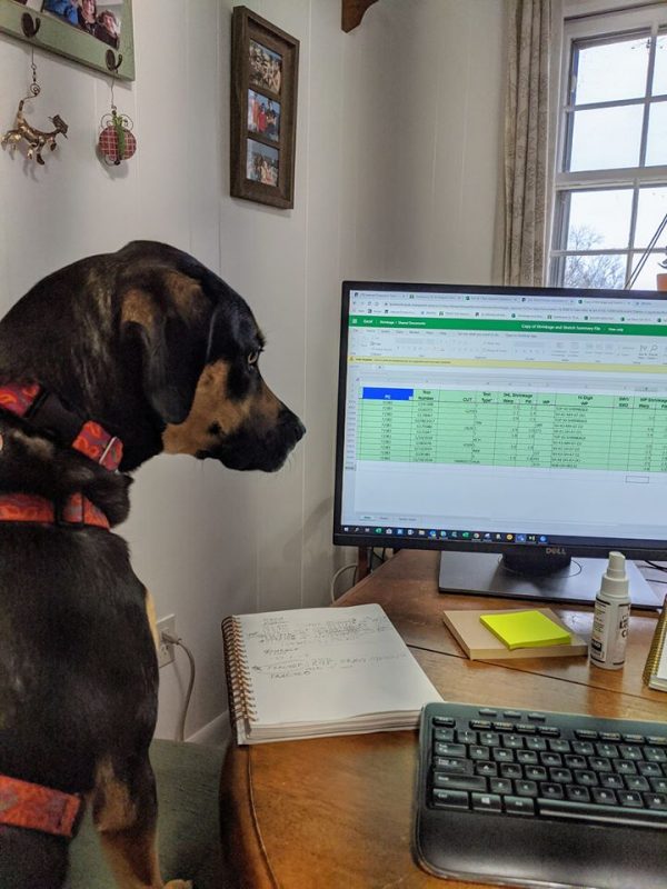 dog helps with spreadsheet