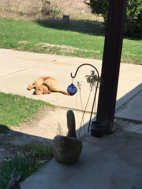 yellow labrador retriever relaxing in the sun