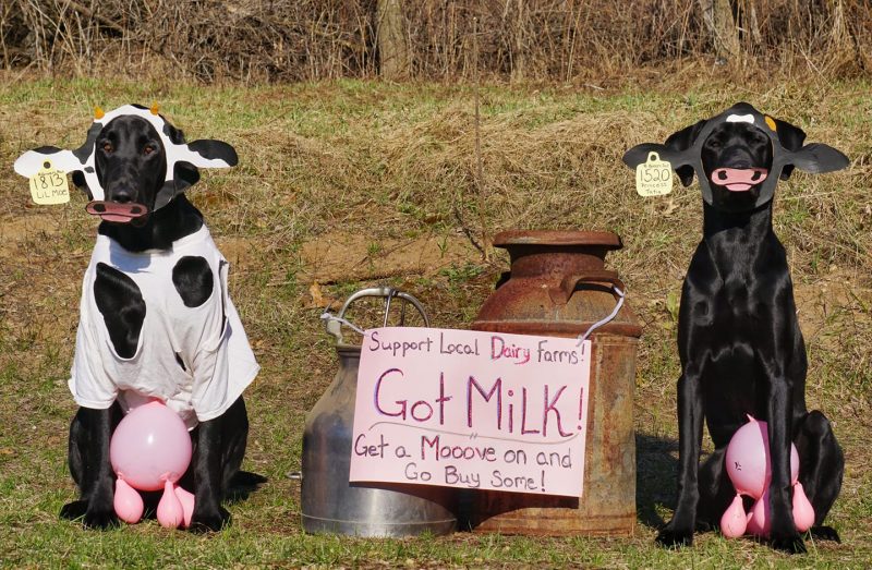 Black Labs Goose and Duck dressed up as dairy cows