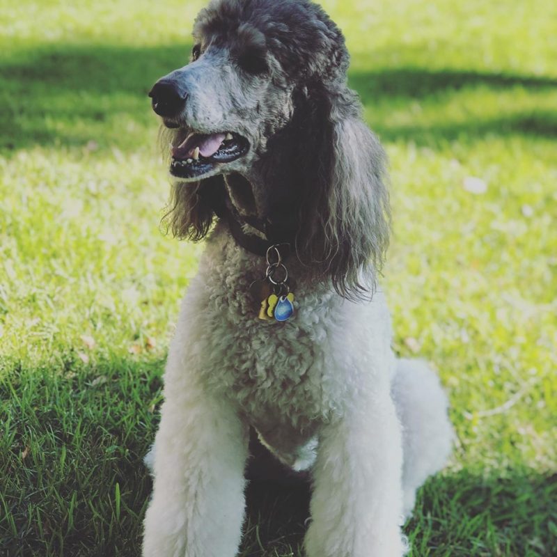 Stella, gray Standard Poodle