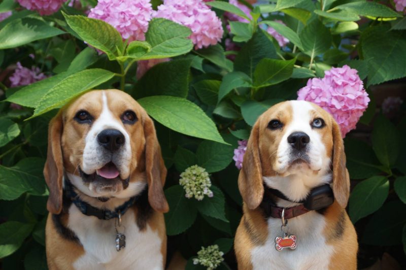 Tigger and Winnie, Beagles