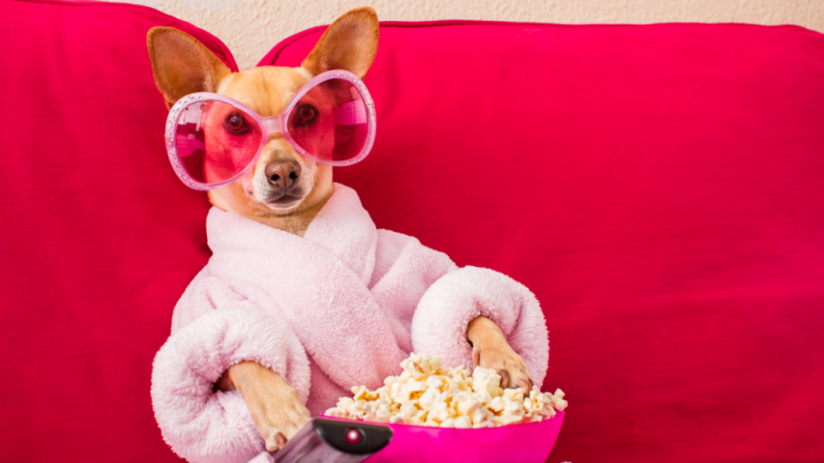 Chihuahua sitting on pink couch with popcorn, wearing a pink robe and sunglasses