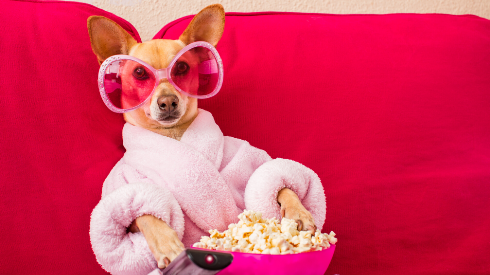 The Best Dog Movies and TV Shows To Stream at Home | DogTails