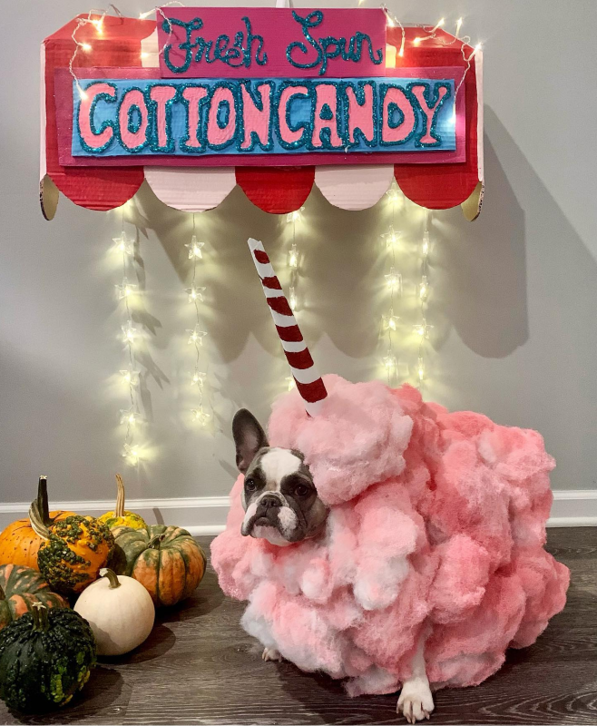 French bulldog in cotton candy costume