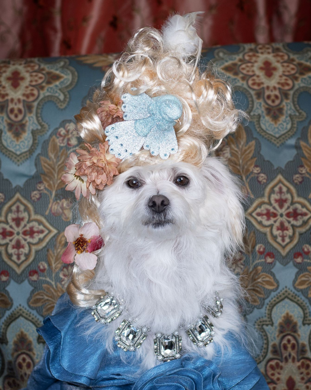 Poodle mix dressed as Marie Antoinette