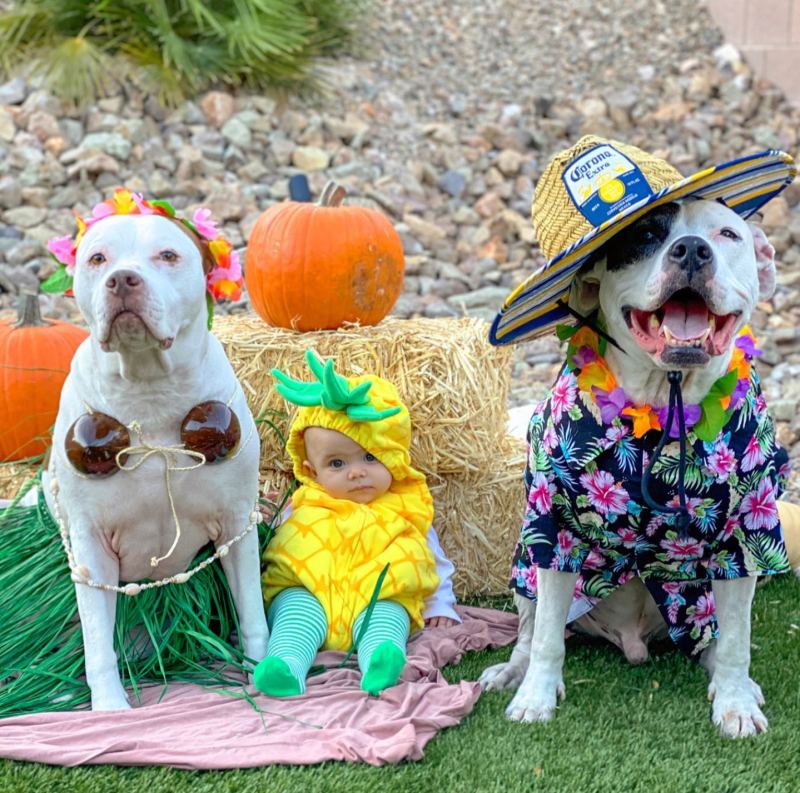 Two Pit Bulls and their baby brother dressed for a beach vacation