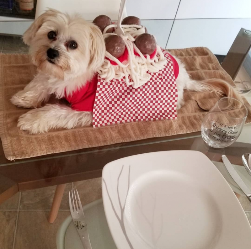 Maltese-Yorkshire Terrier mix in Spaghetti and Meatballs costume
