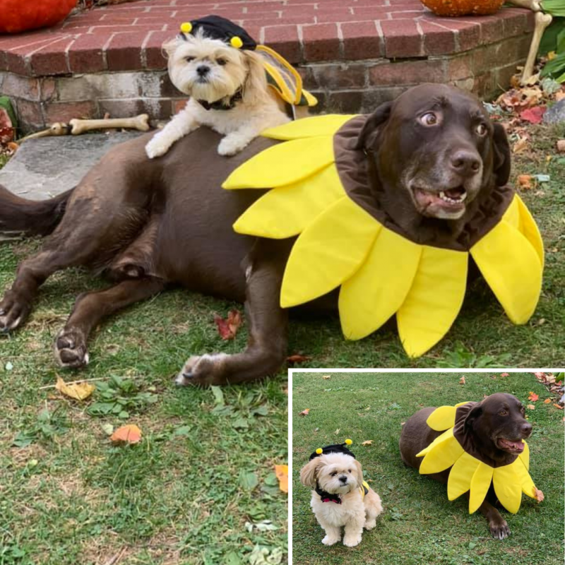 Lhasa Apso and Chocolate Lab dressed as a bee sitting on a flower