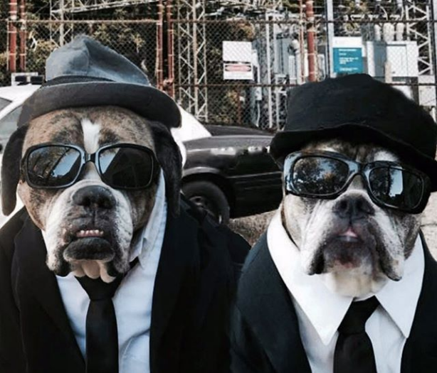 two bulldogs dressed as the Blues Brothers