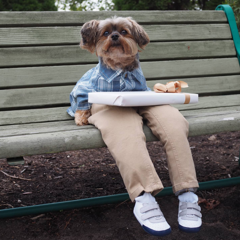 Yorkie dressed as Forrest Gump sitting on park bench