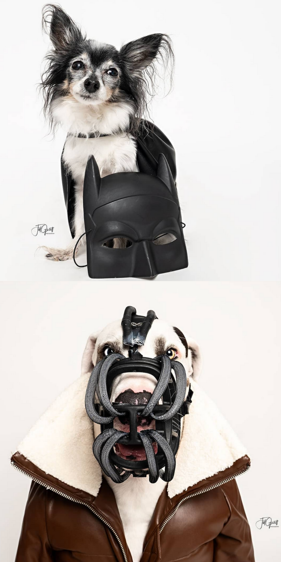 Chihuahua and Great Dane dressed as Batman and Bane
