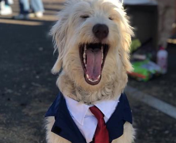 Yeti the Newdle in a suit and red tie