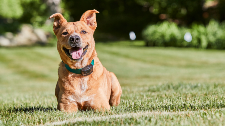 DogTails Featured Photo (1) Lab mix dog smiling