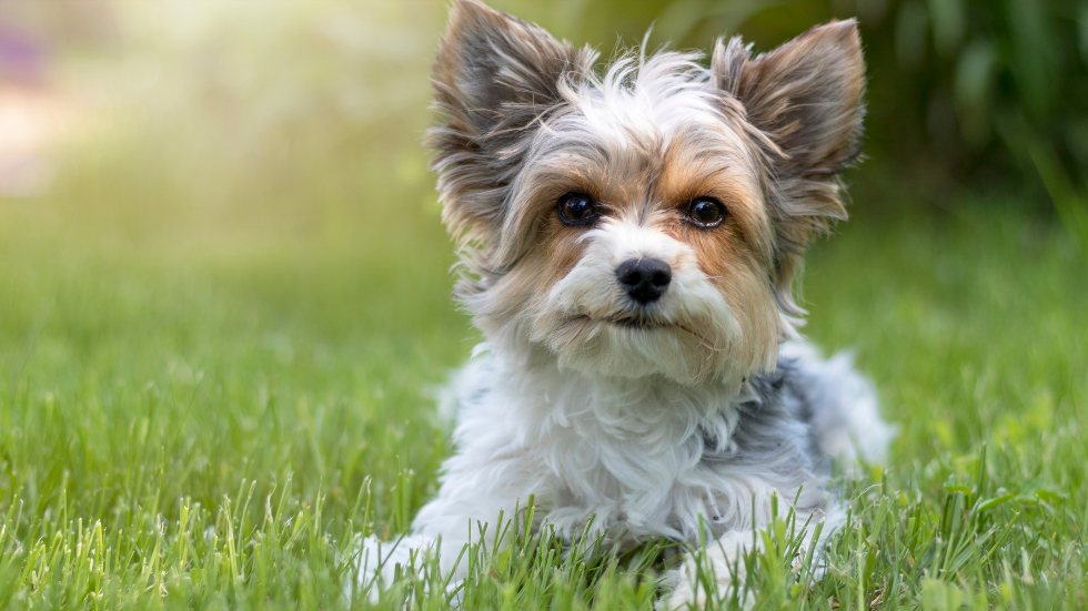 meet-the-new-dog-breed-recognized-by-akc-in-2021-the-biewer-terrier