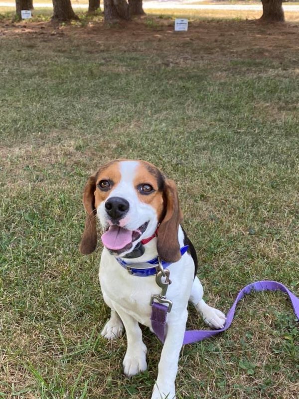 Buddy the Beagle - DogWatch of Southeast Indiana