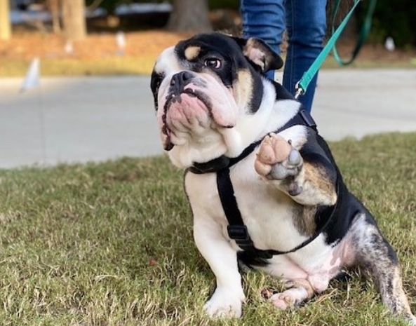 Clarance the English Bulldog puppy, a customer of DogWatch of Metro Atlanta