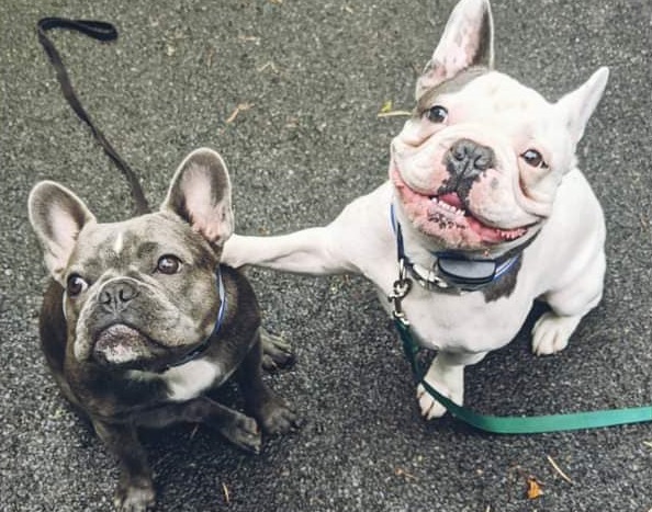 Frenchie siblings Monroe and Bouvier from Utica, NY, customers of DogWatch of Upstate New York