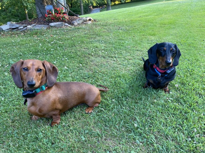 Dachshund siblings Murphy & Willis - DogWatch of Greater Pittsburgh