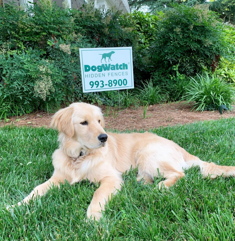 Prosser the Golden Retriever puppy from Winston-Salem, NC - Triad DogWatch