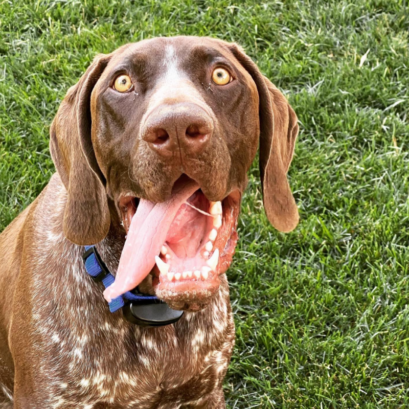 German Shepherd Pointer