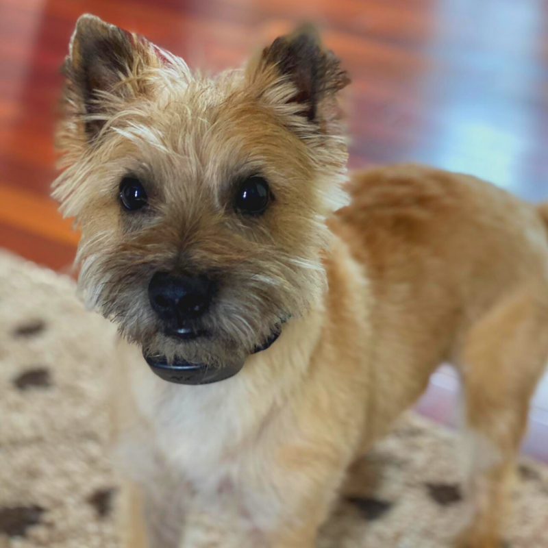 Terrier DogWatch Northeast Indiana