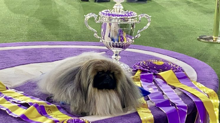 Photo of Wasabi from @WKCDOGS Twitter Account