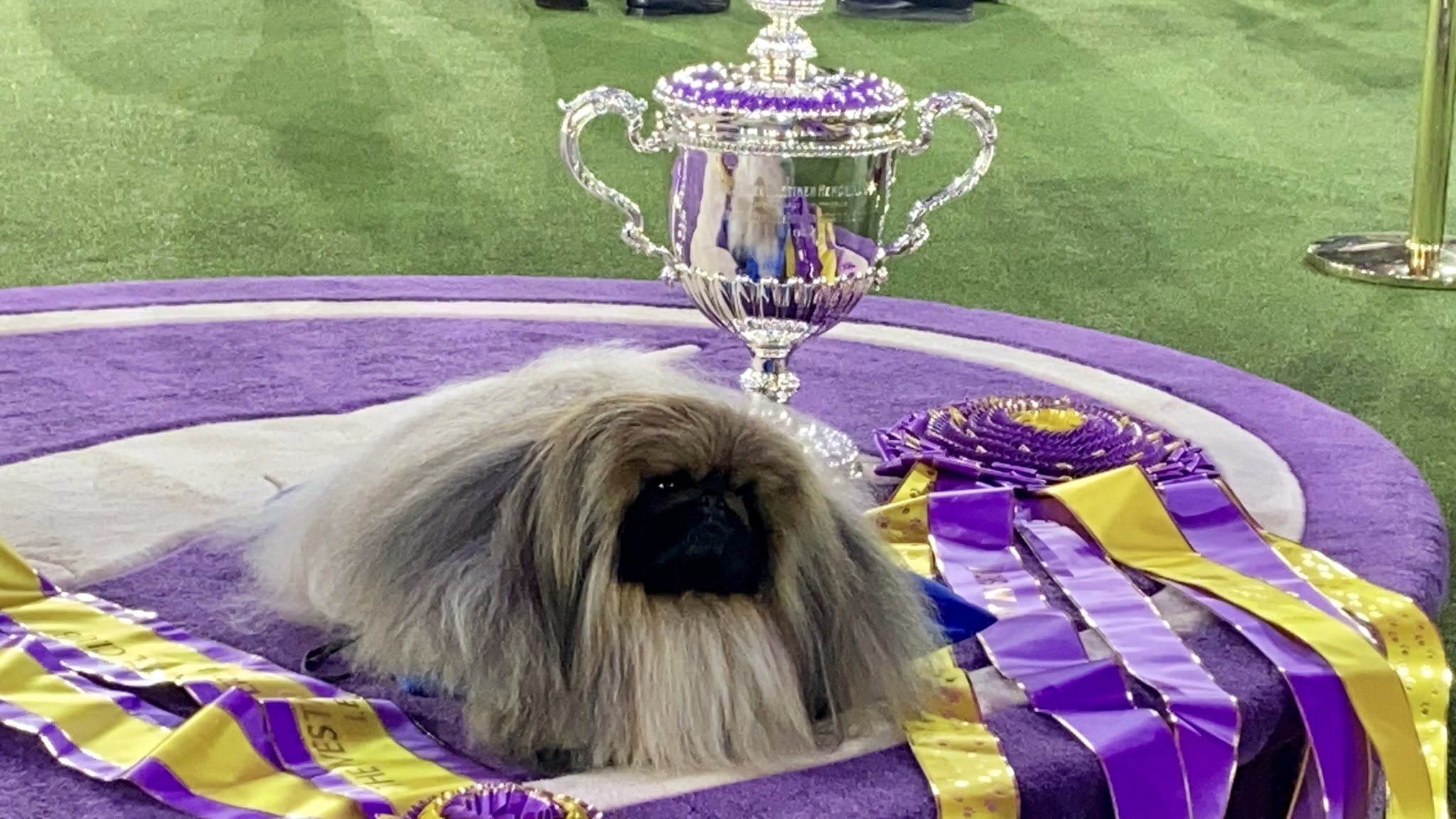 Best in show at the 2021 Westminster Kennel Club Dog Show goes to