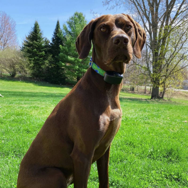 German Shorthaired Pointer Rockford Michigan Dogwatch K9 Keeper