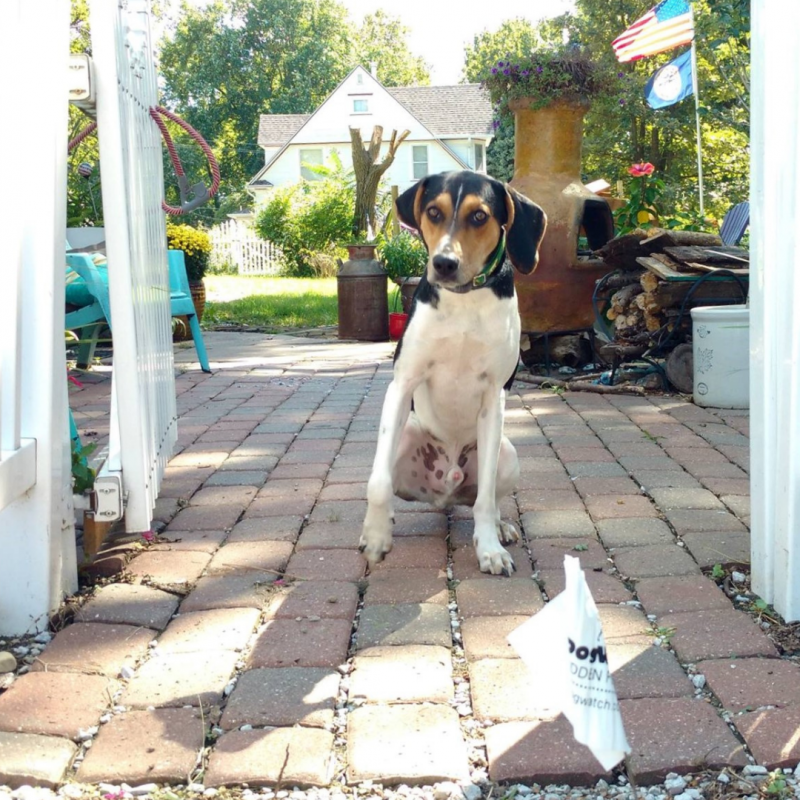 Rudy American Foxhound DogWatch Omaha Nebraska