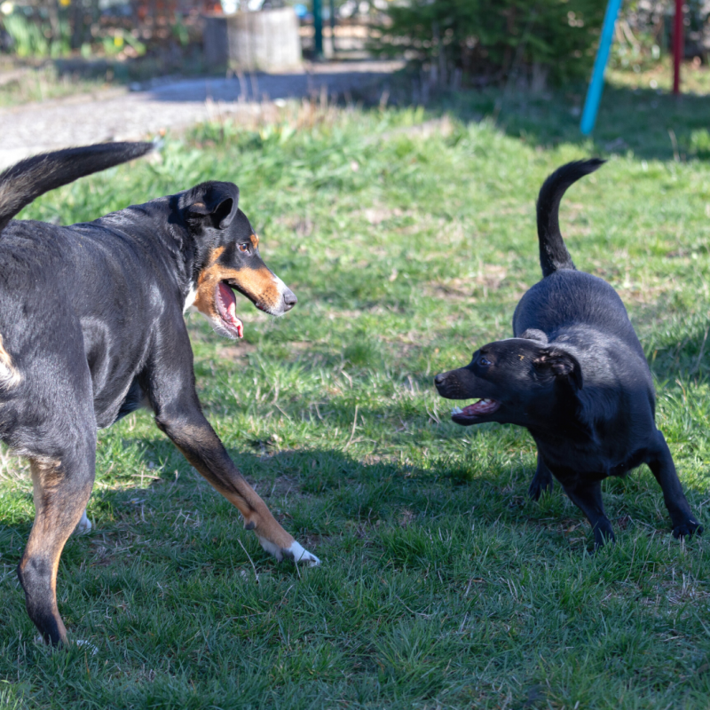 two dogs playing positive behavior body posture