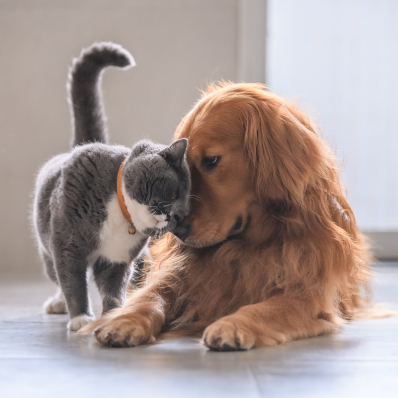 dog and cat best friends