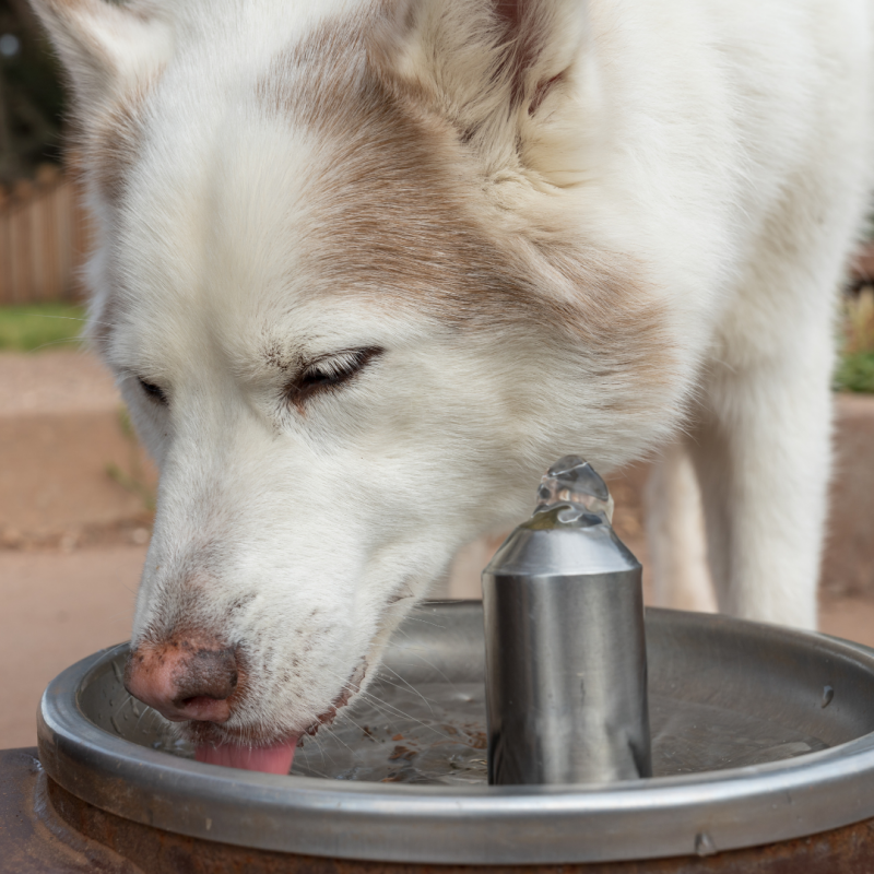 Dog staying hydrated drinking from water fountain
