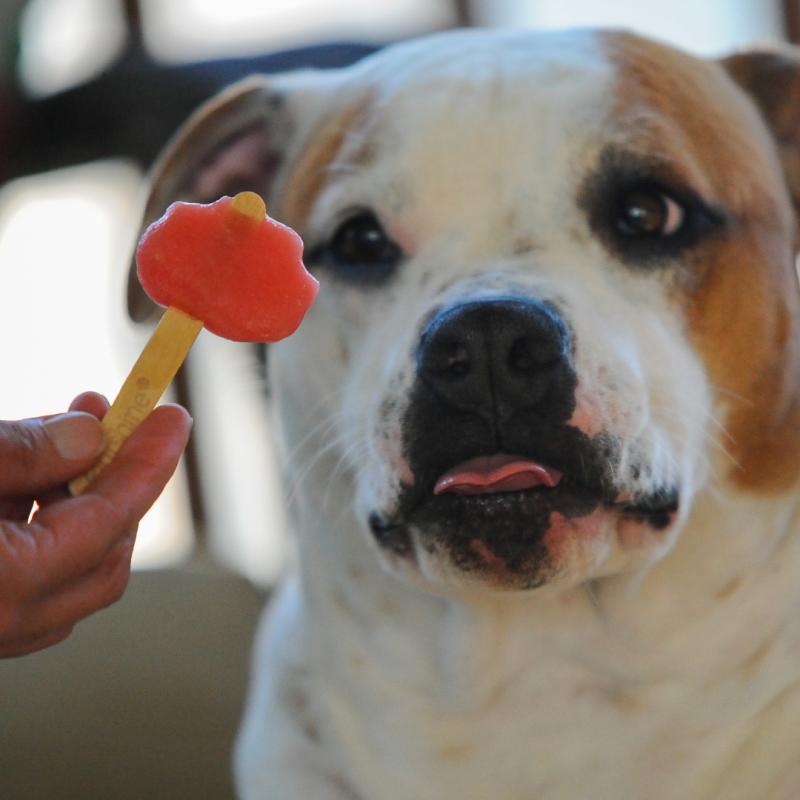 Dog staying hydrated with frozen treat