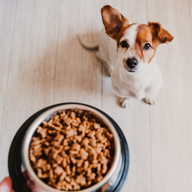 Adding water to dog food to keep dog hydrated